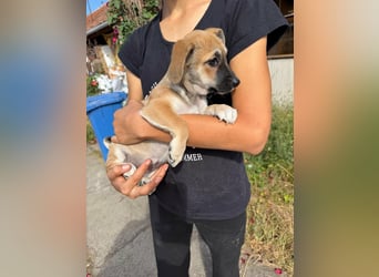 Lara, geboren 05.07.2026, 22cm sucht ihr für immer Zuhause