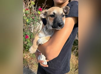 Lara, geboren 05.07.2026, 22cm sucht ihr für immer Zuhause