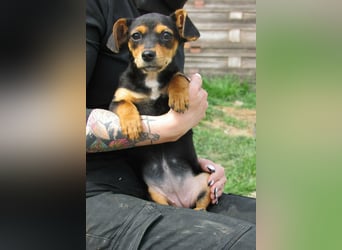 Nika, geboren 01.12.2025, 23cm sucht ihre Chance