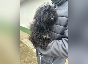 Black, 7 Monate, 25cm sucht seinen Kuschelplatz