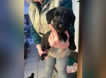 Deni, geboren 10.11.2025, 22cm sucht sein Körbchen