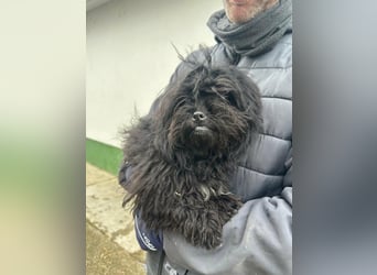 Black, 7 Monate, 25cm sucht seinen Kuschelplatz