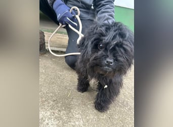 Black, 7 Monate, 25cm sucht seinen Kuschelplatz