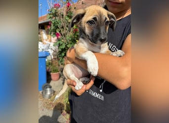 Lea, geboren 05.07.2026, 20cm sucht ihre Chance