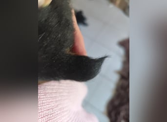 Pablo, geboren 27.03.2026, 21cm sucht sein Zuhause