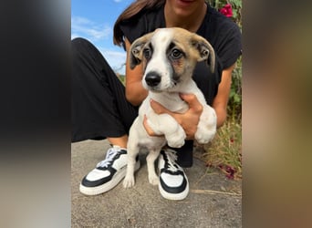 Louis, geboren 05.07.2026, 24cm sucht sein Körbchen