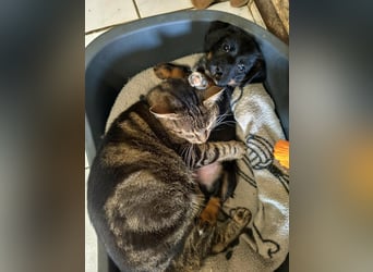 Pablo, geboren 27.03.2026, 21cm sucht sein Zuhause