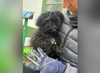 Black, 7 Monate, 25cm sucht seinen Kuschelplatz