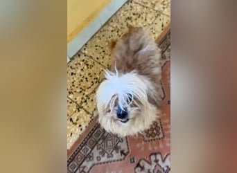 Jolie, geboren 19.01.2026 sucht ihr Zuhause