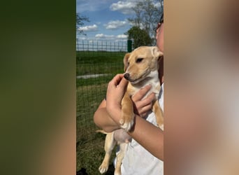 Zigi, geboren 01.01.2026, 25cm sucht seine Familie