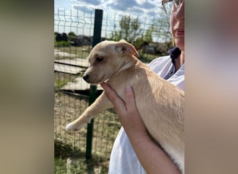 Zserbo, geboren 01.01.2026, 24cm sucht ihr Glück