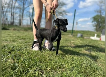 Zorka, geboren 01.01.2026, 25cm sucht ihr Glück