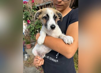 Louis, geboren 05.07.2026, 24cm sucht sein Körbchen