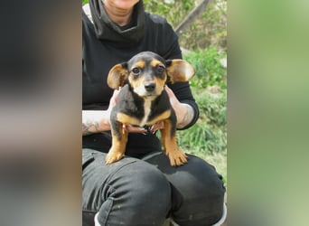 Nika, geboren 01.12.2025, 23cm sucht ihre Chance