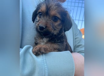 Jolie, geboren 19.01.2026 sucht ihr Zuhause