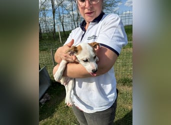 Zorka, geboren 01.01.2026, 25cm sucht ihr Glück