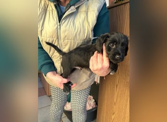 Deni, geboren 10.11.2025, 22cm sucht sein Körbchen