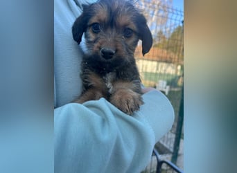 Jolie, geboren 19.01.2026 sucht ihr Zuhause