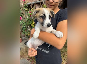 Louis, geboren 05.07.2026, 24cm sucht sein Körbchen