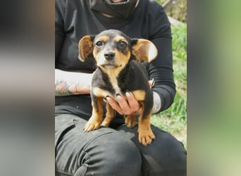 Nika, geboren 01.12.2025, 23cm sucht ihre Chance