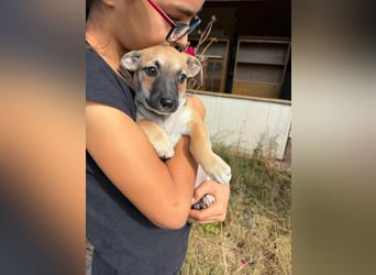 Lara, geboren 05.07.2026, 22cm sucht ihr für immer Zuhause