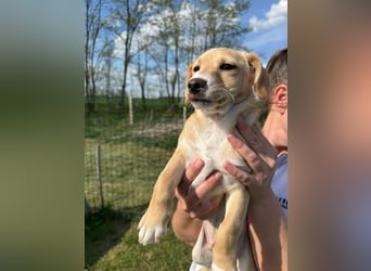 Zigi, geboren 01.01.2026, 25cm sucht seine Familie