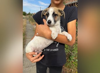 Louis, geboren 05.07.2026, 24cm sucht sein Körbchen