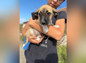 Lea, geboren 05.07.2026, 20cm sucht ihre Chance