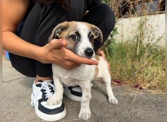 Louis, geboren 05.07.2026, 24cm sucht sein Körbchen