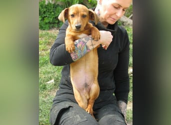 Norman, geboren 01.12.2025, 24cm sucht sein Glück