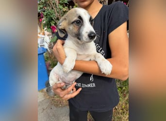 Louis, geboren 05.07.2026, 24cm sucht sein Körbchen