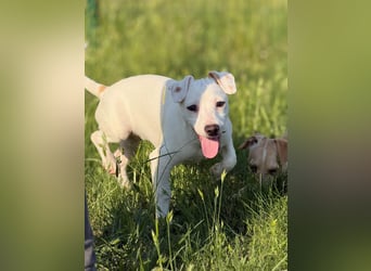 Zeno, geb. 01.2026, 25cm sucht seine Menschen