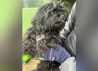 Black, 7 Monate, 25cm sucht seinen Kuschelplatz