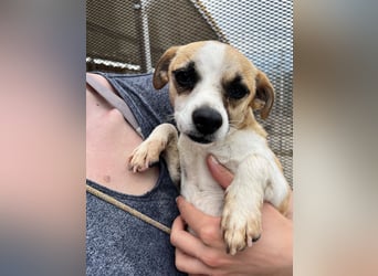 Kleine, liebe, anhängliche  Honey sucht Familie (D/CH/LUX)