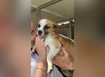 Kleine, liebe, anhängliche  Honey sucht Familie (D/CH/LUX)