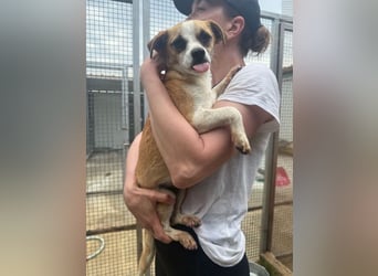 Kleine, liebe, anhängliche  Honey sucht Familie (D/CH/LUX)