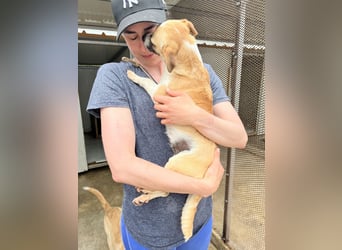 Kleine, liebe, anhängliche  Honey sucht Familie (D/CH/LUX)