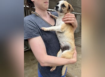 Kleine, liebe, anhängliche  Honey sucht Familie (D/CH/LUX)