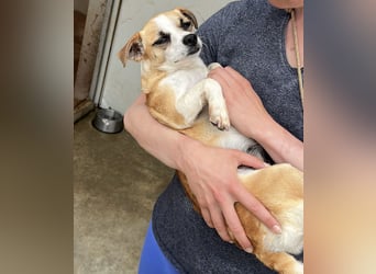 Kleine, liebe, anhängliche  Honey sucht Familie (D/CH/LUX)