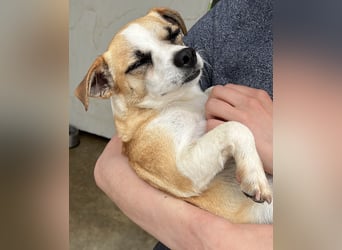 Kleine, liebe, anhängliche  Honey sucht Familie (D/CH/LUX)
