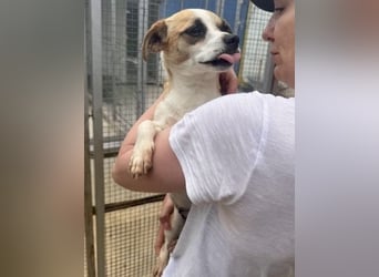 Kleine, liebe, anhängliche  Honey sucht Familie (D/CH/LUX)