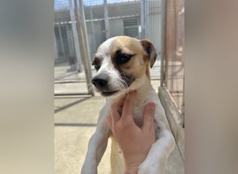 Kleine, liebe, anhängliche  Honey sucht Familie (D/CH/LUX)