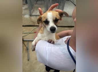 Kleine, liebe, anhängliche  Honey sucht Familie (D/CH/LUX)