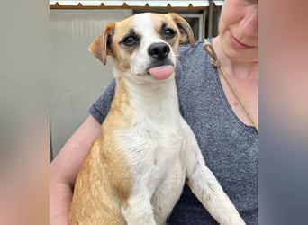 Kleine, liebe, anhängliche  Honey sucht Familie (D/CH/LUX)