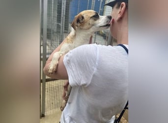 Kleine, liebe, anhängliche  Honey sucht Familie (D/CH/LUX)