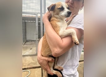Kleine, liebe, anhängliche  Honey sucht Familie (D/CH/LUX)