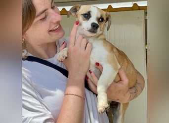 Kleine, liebe, anhängliche  Honey sucht Familie (D/CH/LUX)