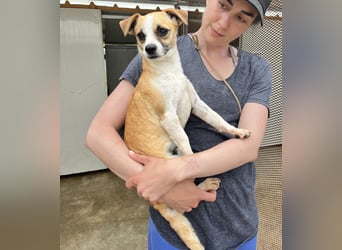 Kleine, liebe, anhängliche  Honey sucht Familie (D/CH/LUX)