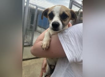 Kleine, liebe, anhängliche  Honey sucht Familie (D/CH/LUX)