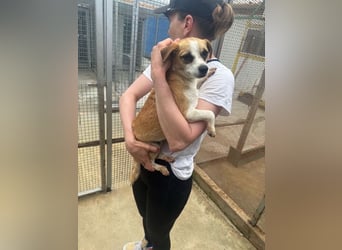 Kleine, liebe, anhängliche  Honey sucht Familie (D/CH/LUX)